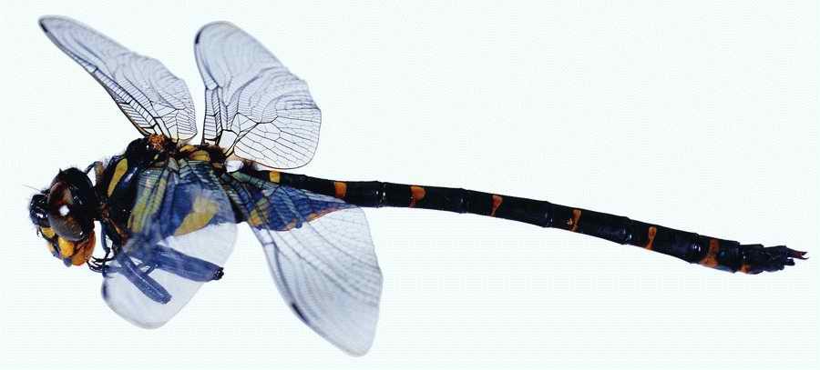 Life Style - ImageMore 1000S ></a>
<script language=JavaScript> 
  var txt = 