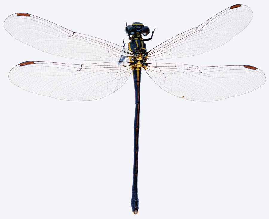 Life Style - ImageMore 1000S ></a>
<script language=JavaScript> 
  var txt = 