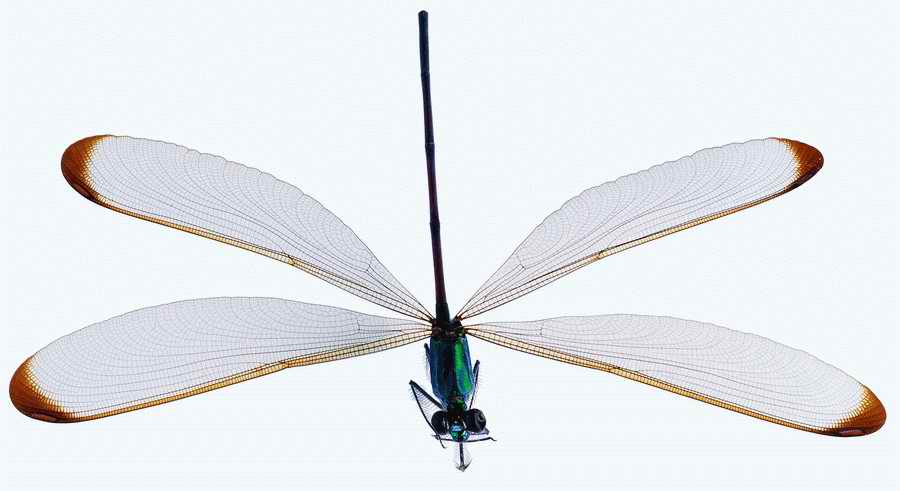 Life Style - ImageMore 1000S ></a>
<script language=JavaScript> 
  var txt = 