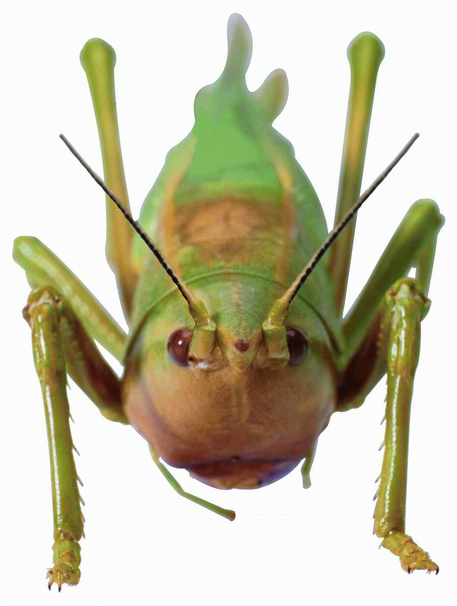 Life Style - ImageMore 1000S ></a>
<script language=JavaScript> 
  var txt = 