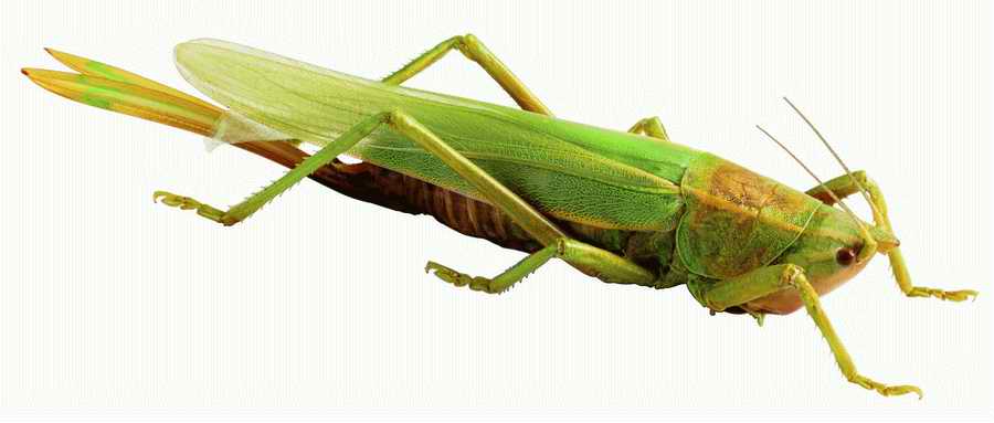 Life Style - ImageMore 1000S ></a>
<script language=JavaScript> 
  var txt = 