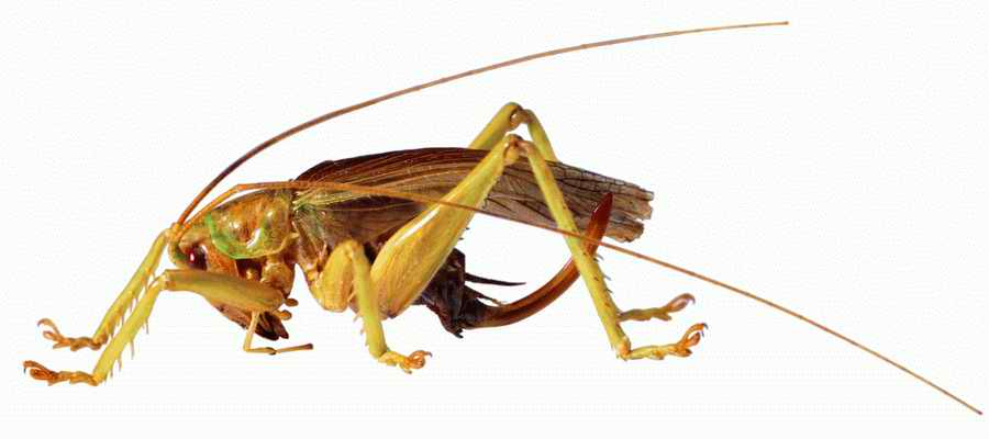 Life Style - ImageMore 1000S ></a>
<script language=JavaScript> 
  var txt = 