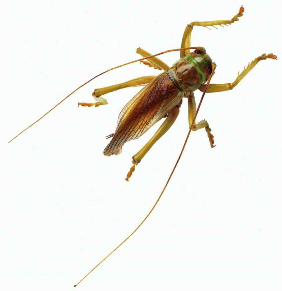 Life Style - ImageMore 1000S ></a>
<script language=JavaScript> 
  var txt = 