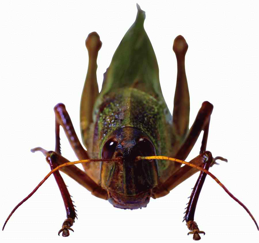 Life Style - ImageMore 1000S ></a>
<script language=JavaScript> 
  var txt = 