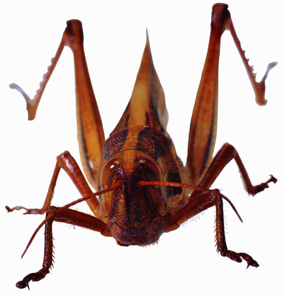 Life Style - ImageMore 1000S ></a>
<script language=JavaScript> 
  var txt = 