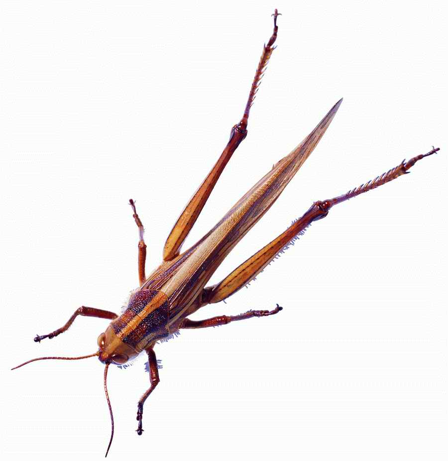 Life Style - ImageMore 1000S ></a>
<script language=JavaScript> 
  var txt = 