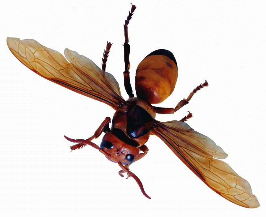 Life Style - ImageMore 1000S ></a>
<script language=JavaScript> 
  var txt = 