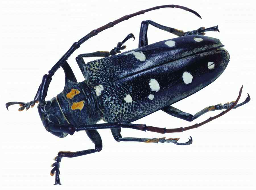 Life Style - ImageMore 1000S ></a>
<script language=JavaScript> 
  var txt = 