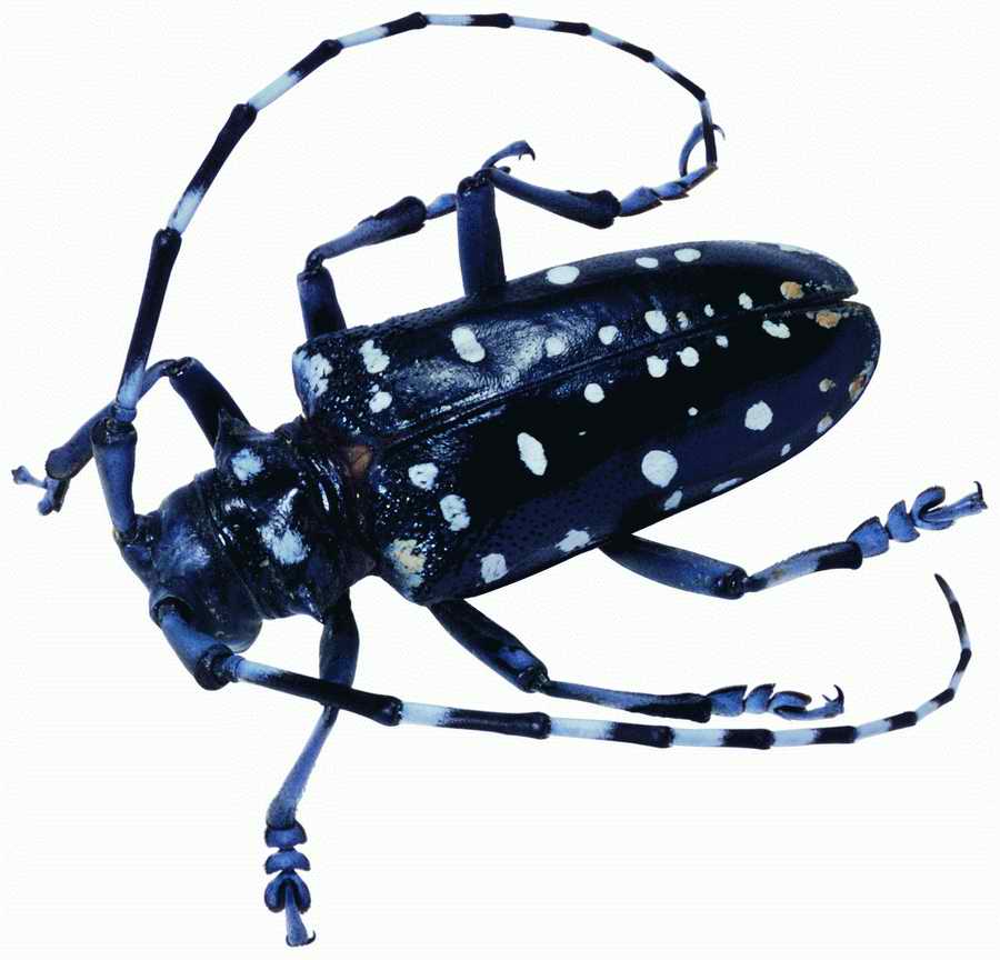 Life Style - ImageMore 1000S ></a>
<script language=JavaScript> 
  var txt = 