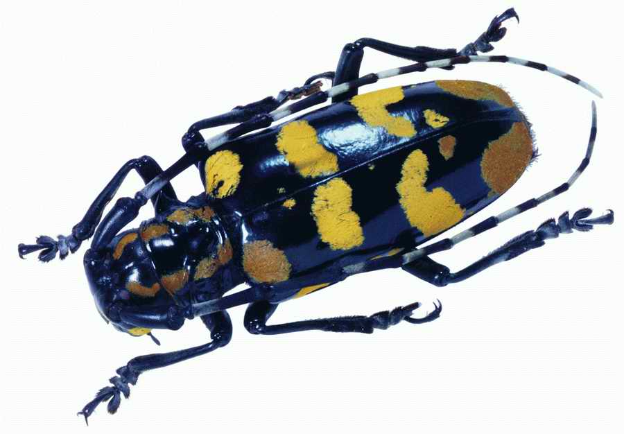 Life Style - ImageMore 1000S ></a>
<script language=JavaScript> 
  var txt = 