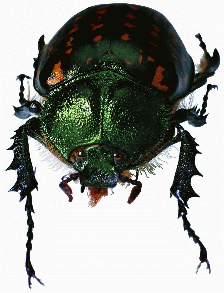 Life Style - ImageMore 1000S ></a>
<script language=JavaScript> 
  var txt = 