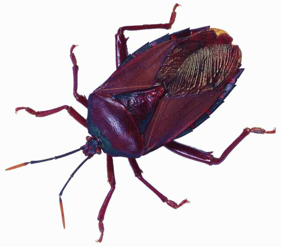 Life Style - ImageMore 1000S ></a>
<script language=JavaScript> 
  var txt = 