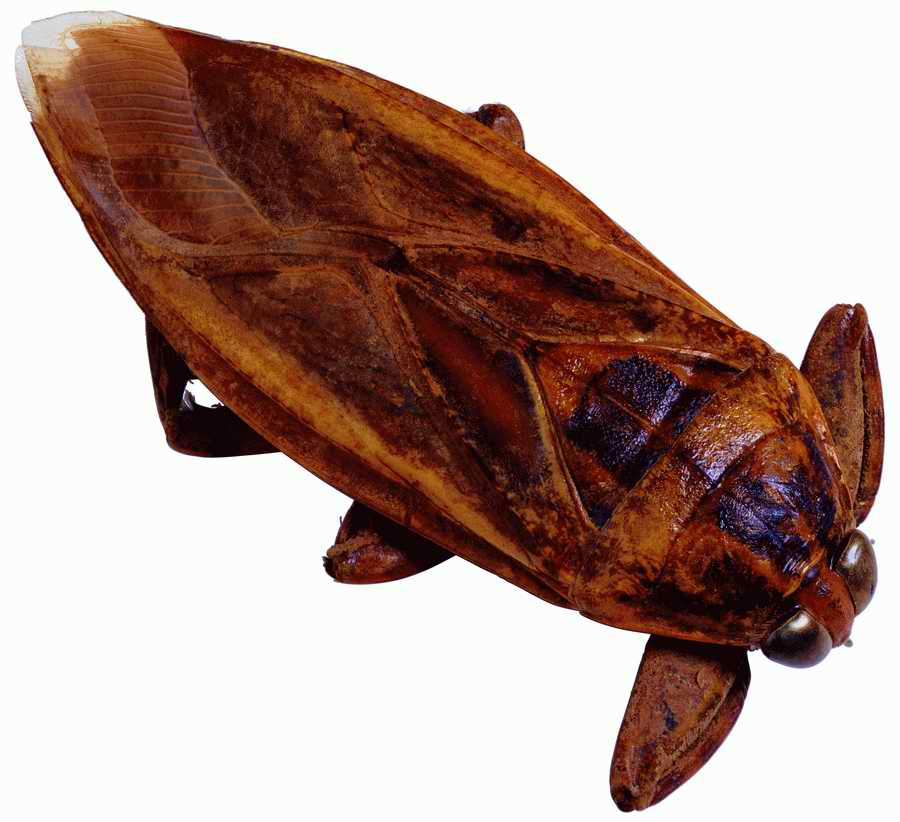 Life Style - ImageMore 1000S ></a>
<script language=JavaScript> 
  var txt = 