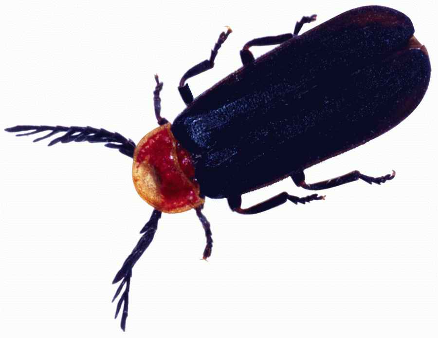 Life Style - ImageMore 1000S ></a>
<script language=JavaScript> 
  var txt = 