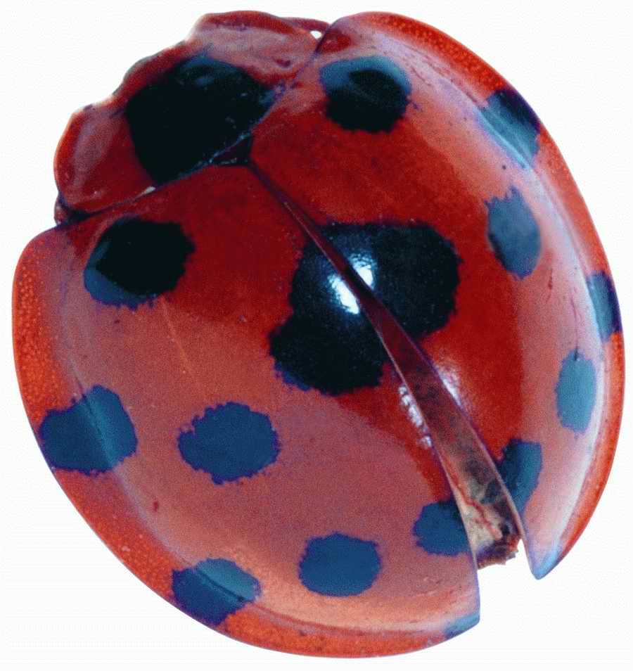 Life Style - ImageMore 1000S ></a>
<script language=JavaScript> 
  var txt = 