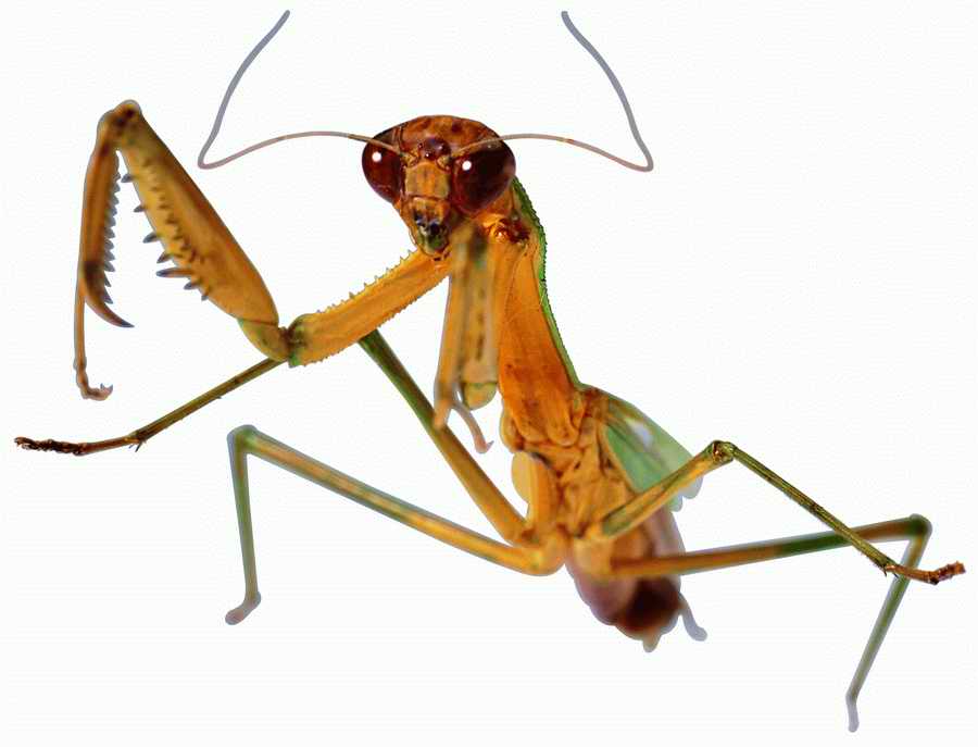 Life Style - ImageMore 1000S ></a>
<script language=JavaScript> 
  var txt = 