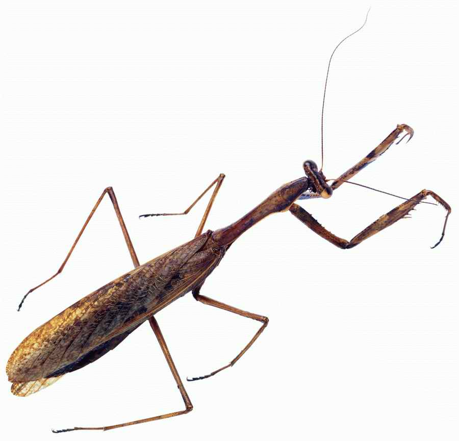 Life Style - ImageMore 1000S ></a>
<script language=JavaScript> 
  var txt = 