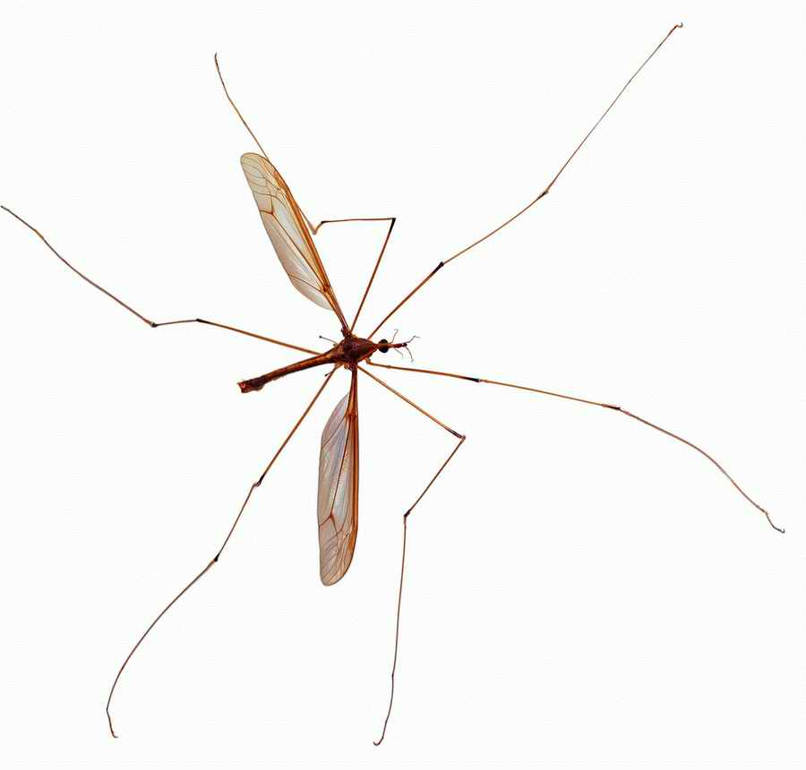 Life Style - ImageMore 1000S ></a>
<script language=JavaScript> 
  var txt = 