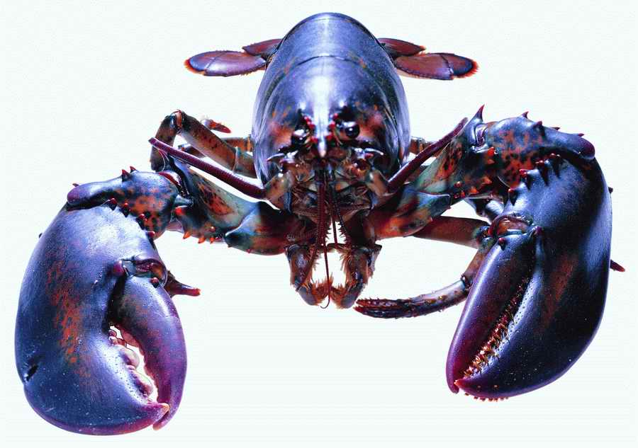 Life Style - ImageMore 1000S ></a>
<script language=JavaScript> 
  var txt = 