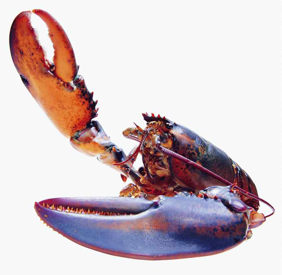 Life Style - ImageMore 1000S ></a>
<script language=JavaScript> 
  var txt = 