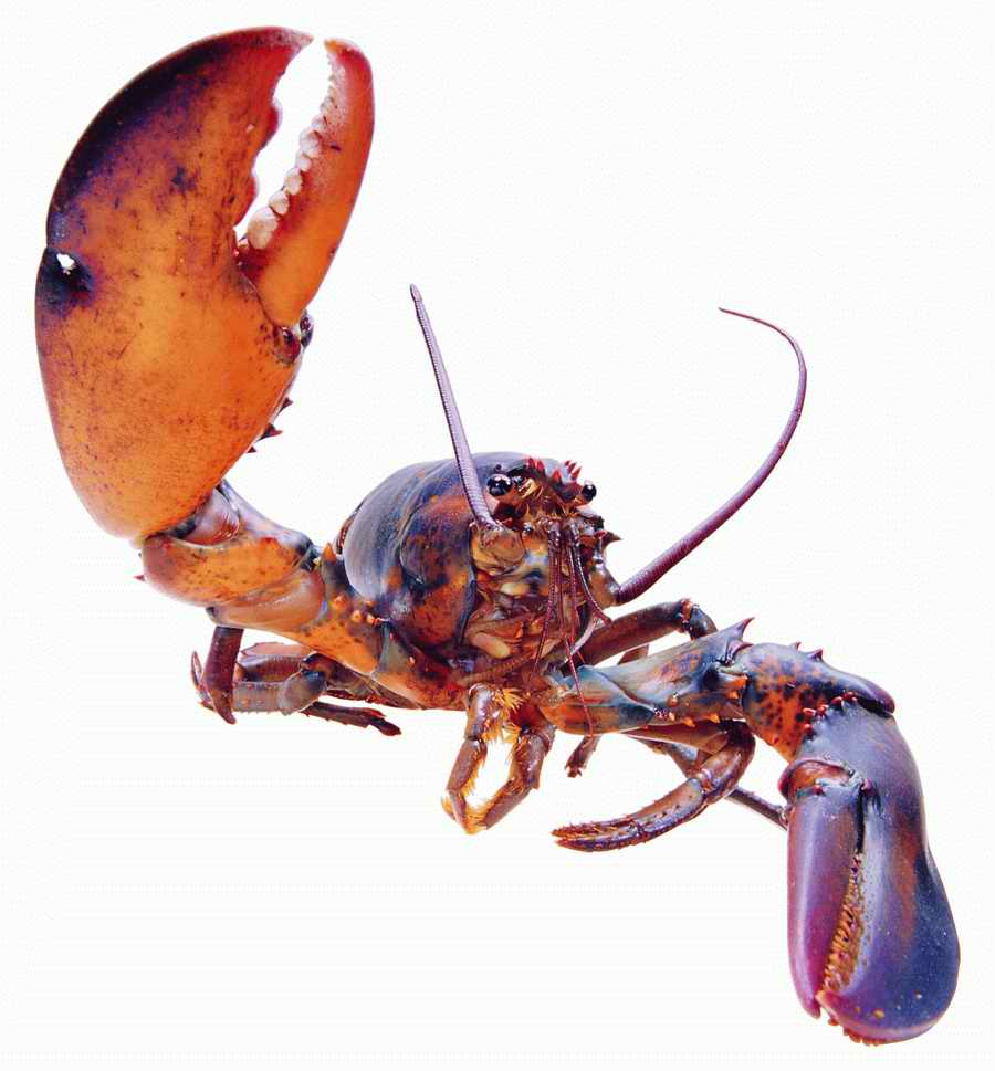 Life Style - ImageMore 1000S ></a>
<script language=JavaScript> 
  var txt = 