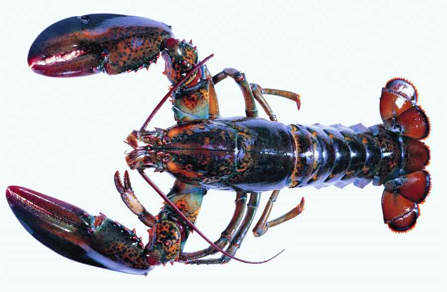 Life Style - ImageMore 1000S ></a>
<script language=JavaScript> 
  var txt = 