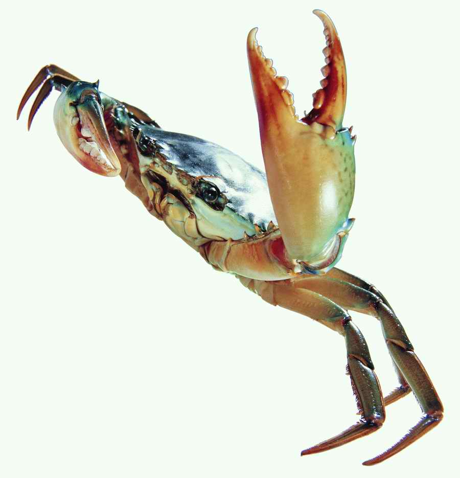 Life Style - ImageMore 1000S ></a>
<script language=JavaScript> 
  var txt = 