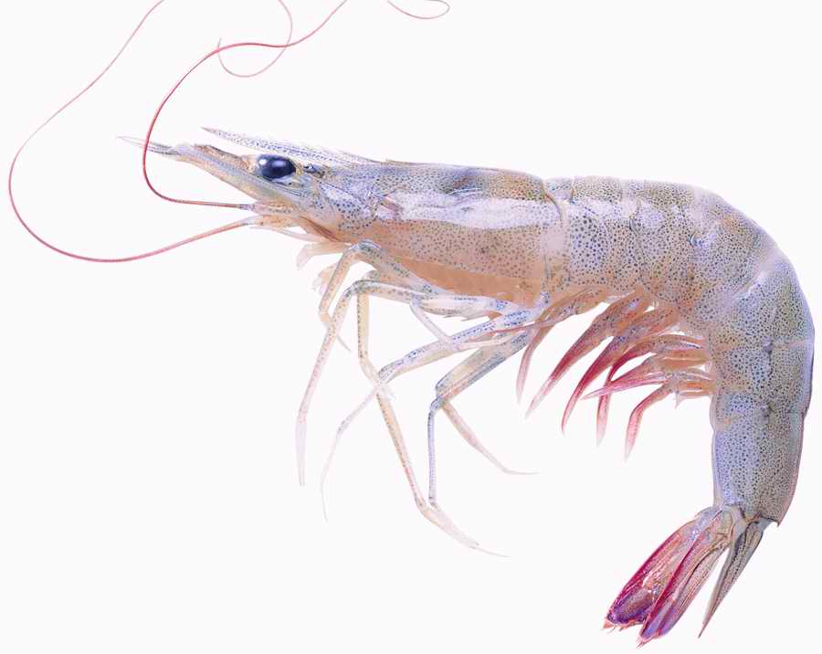 Life Style - ImageMore 1000S ></a>
<script language=JavaScript> 
  var txt = 