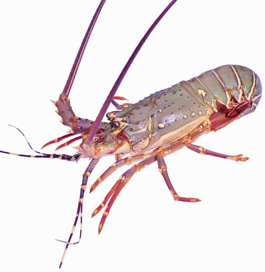 Life Style - ImageMore 1000S ></a>
<script language=JavaScript> 
  var txt = 