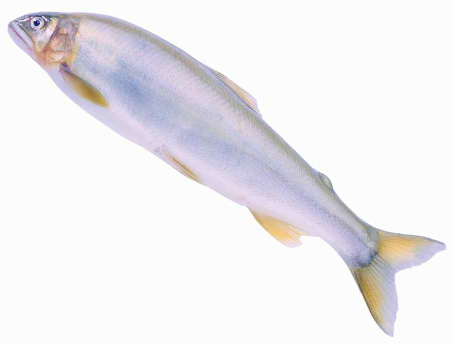 Life Style - ImageMore 1000S ></a>
<script language=JavaScript> 
  var txt = 