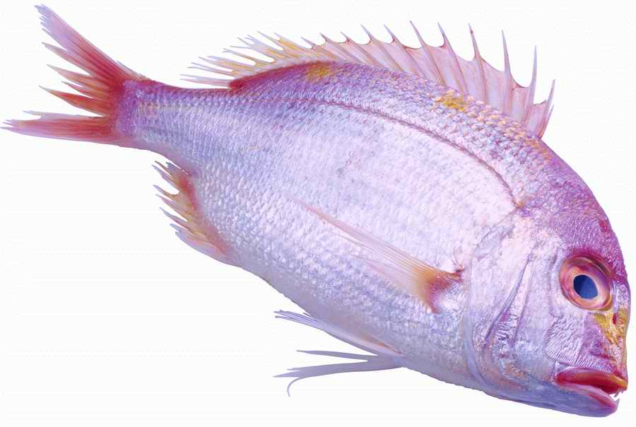 Life Style - ImageMore 1000S ></a>
<script language=JavaScript> 
  var txt = 