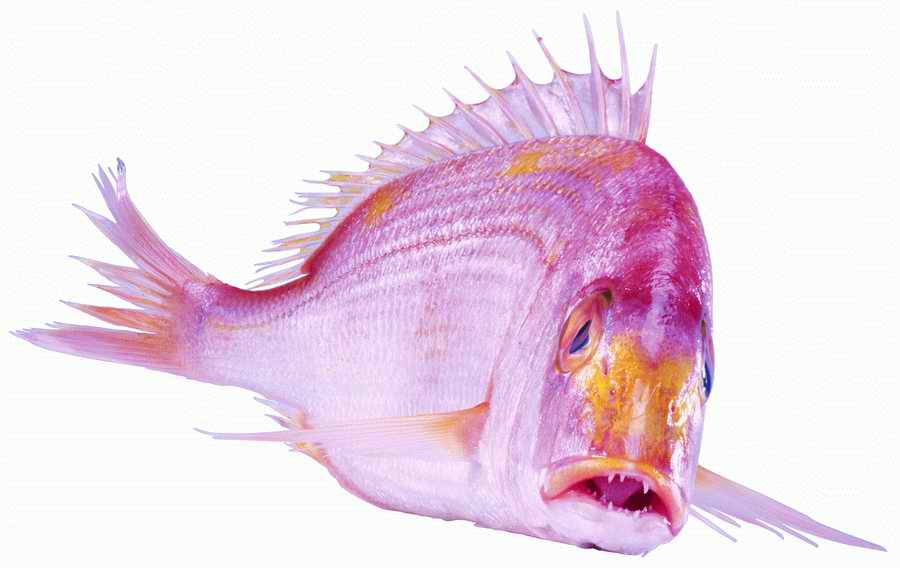 Life Style - ImageMore 1000S ></a>
<script language=JavaScript> 
  var txt = 