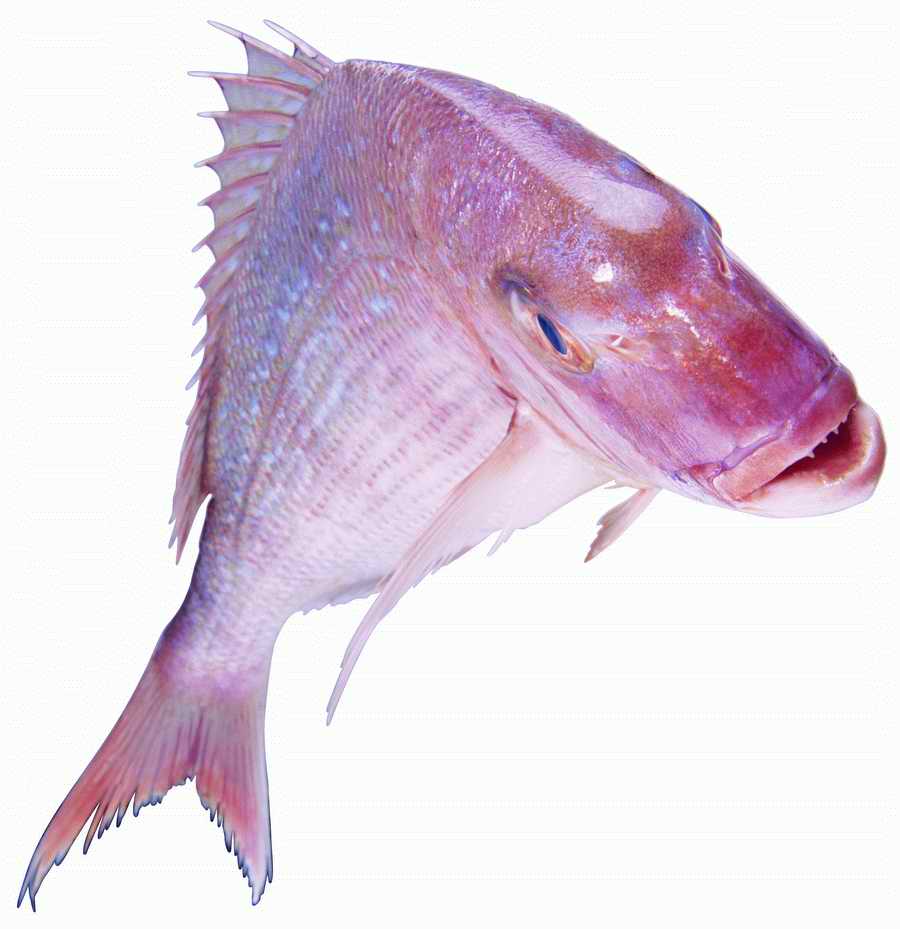 Life Style - ImageMore 1000S ></a>
<script language=JavaScript> 
  var txt = 