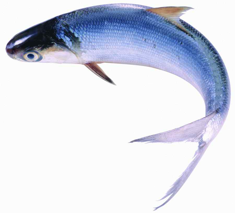 Life Style - ImageMore 1000S ></a>
<script language=JavaScript> 
  var txt = 