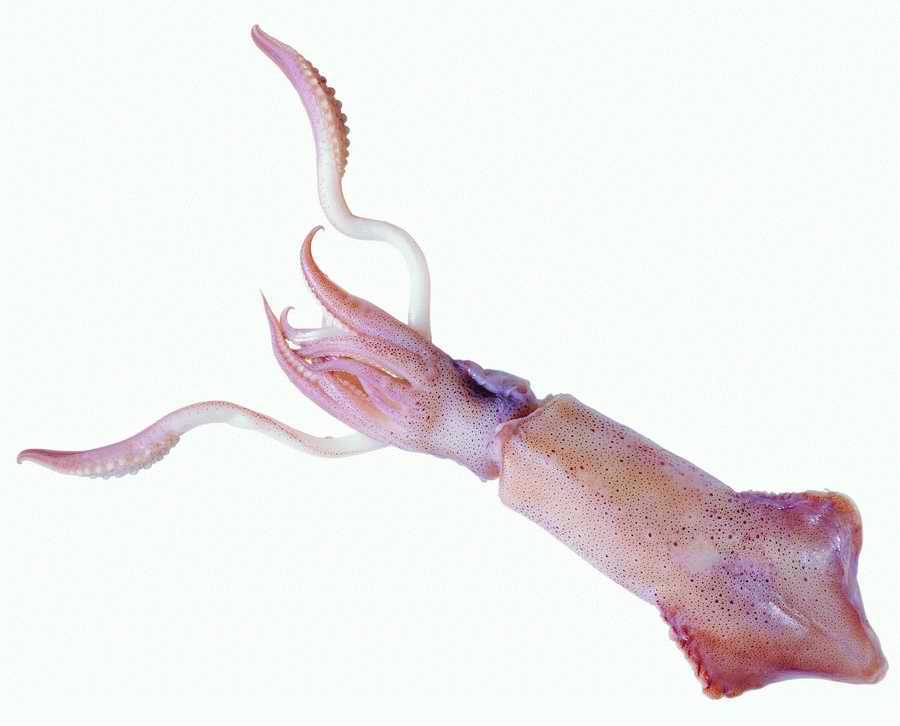 Life Style - ImageMore 1000S ></a>
<script language=JavaScript> 
  var txt = 