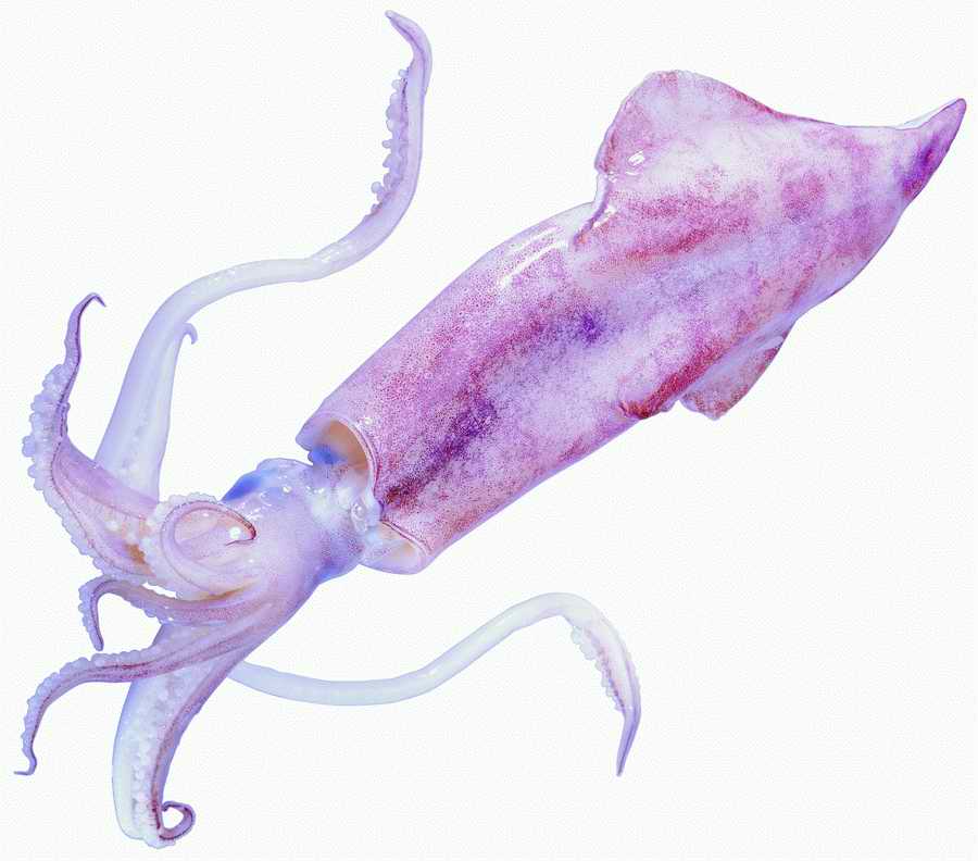 Life Style - ImageMore 1000S ></a>
<script language=JavaScript> 
  var txt = 