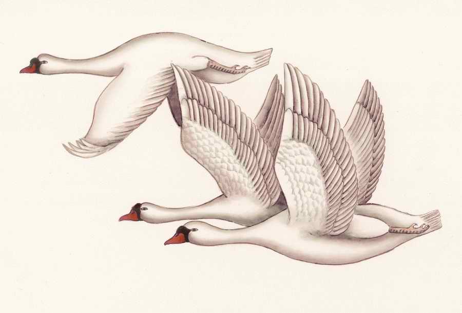 Fortune Birds - Imagemore ></a>
<script language=JavaScript> 
  var txt = 