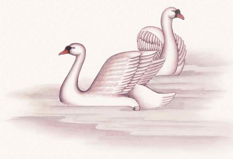 Fortune Birds - Imagemore ></a>
<script language=JavaScript> 
  var txt = 