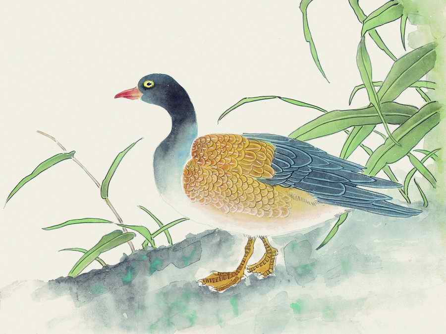 Fortune Birds - Imagemore ></a>
<script language=JavaScript> 
  var txt = 