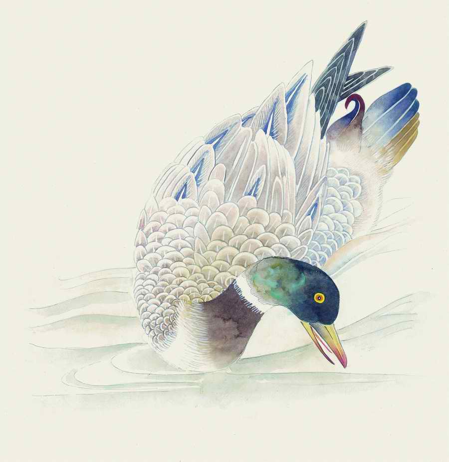 Fortune Birds - Imagemore ></a>
<script language=JavaScript> 
  var txt = 