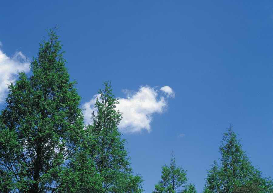 Green World and Sky - KPG Gold ></a>
<script language=JavaScript> 
  var txt = 