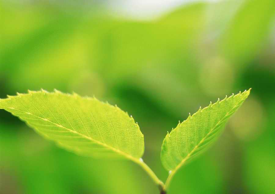 Green World and Sky - KPG Gold ></a>
<script language=JavaScript> 
  var txt = 