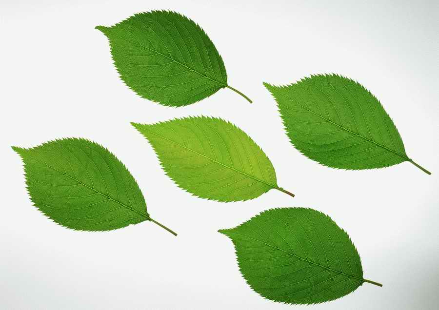 Green World and Sky - KPG Gold ></a>
<script language=JavaScript> 
  var txt = 