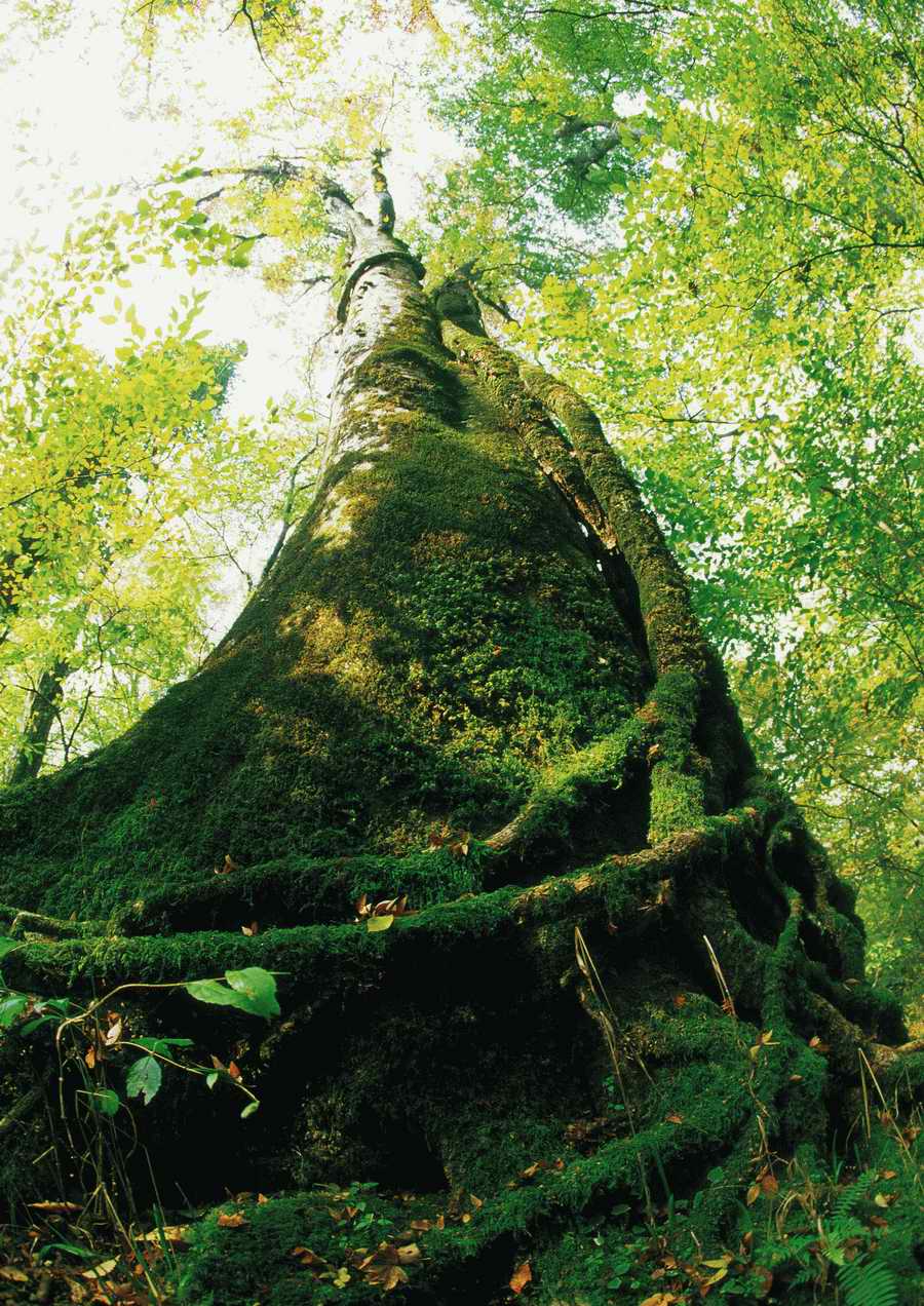 Green World and Sky - KPG Gold ></a>
<script language=JavaScript> 
  var txt = 