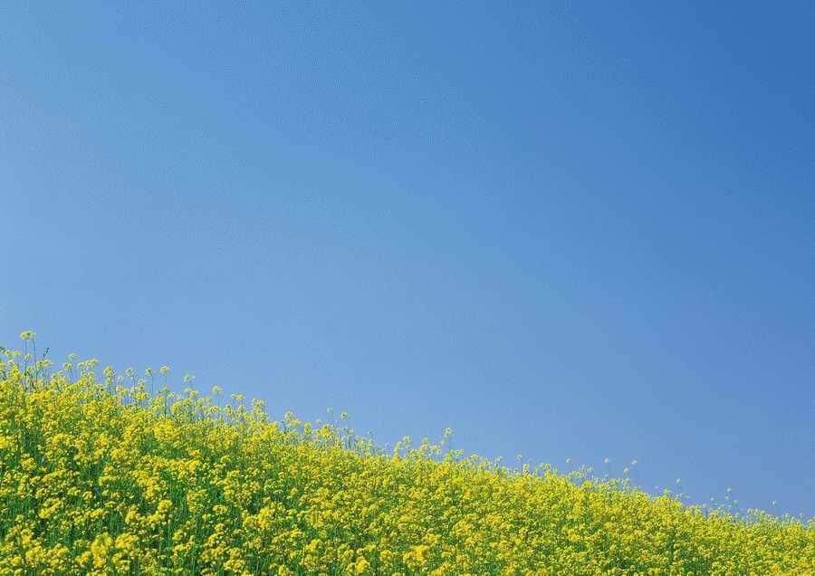 Green World and Sky - KPG Gold ></a>
<script language=JavaScript> 
  var txt = 