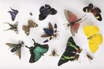 KPT Power Photos: Bugs and Butterflies 