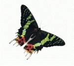 KPT Power Photos: Bugs and Butterflies 