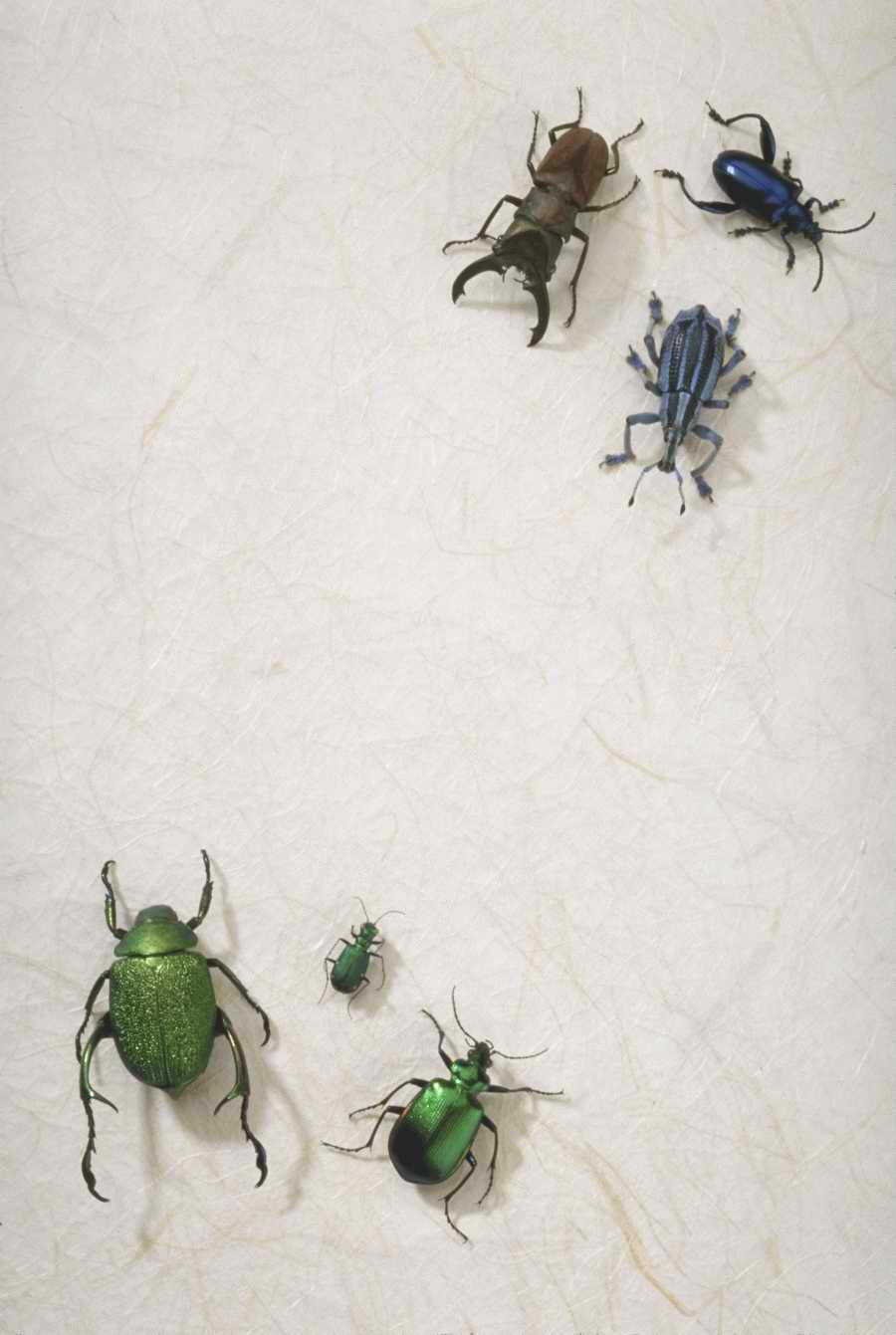 Bugs and Butterflies - KPT Power Photos ></a>
<script language=JavaScript> 
  var txt = 