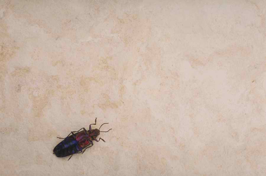 Bugs and Butterflies - KPT Power Photos ></a>
<script language=JavaScript> 
  var txt = 