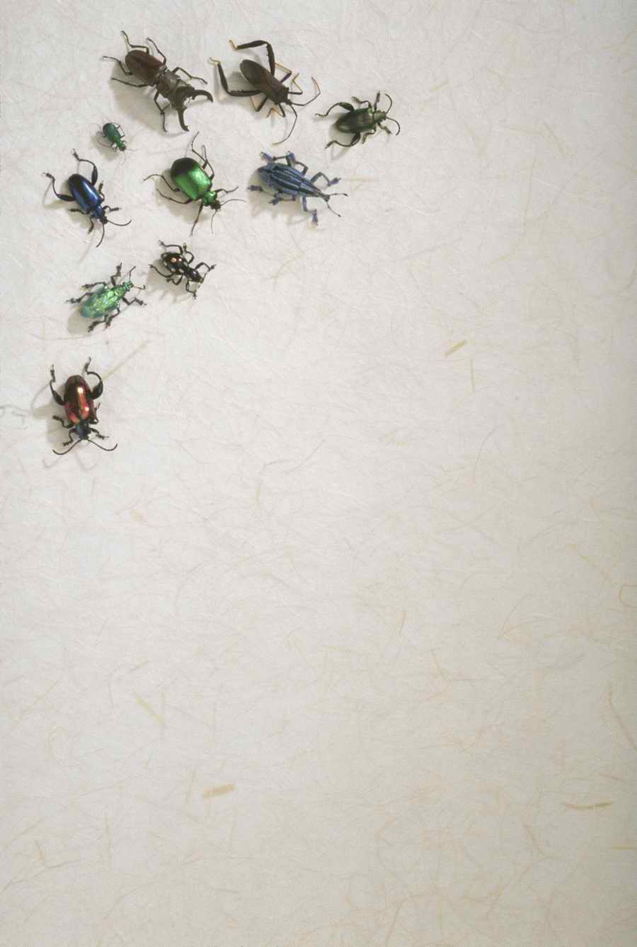 Bugs and Butterflies - KPT Power Photos ></a>
<script language=JavaScript> 
  var txt = 